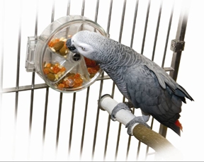 parrot toys for sale, parrot accessories for sale, bird toys for sale near me, bird toys for sale, cockatoo toys for sale, parrot toys for sale ireland