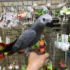 African grey for sale, african grey for sale near me, african grey for sale in florida, african grey for sale by owner, african grey parrot for sale, parrot