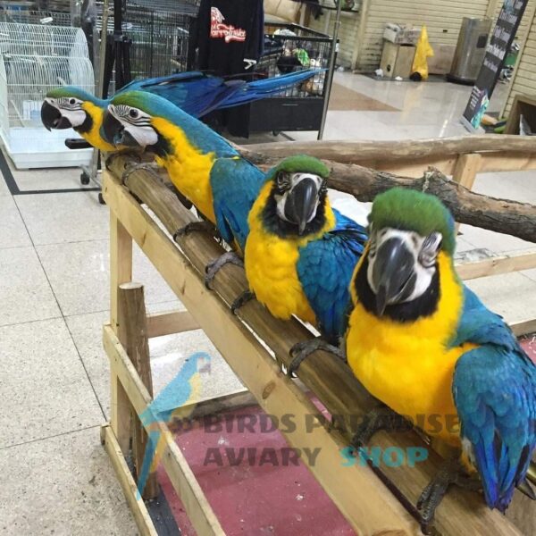 BLUE AND GOLD MACAW - Image 2