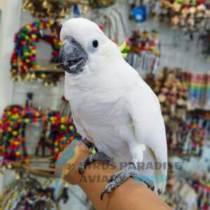 umbrella cockatoo for sale, umbrella cockatoo for sale near me, umbrella cockatoo for sale ontario, umbrella cockatoo price in canada, umbrella cockatoo