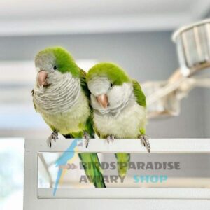 Quaker parrot for sale, quaker parrot for sale houston, quaker parrot for sale uk, quaker parrot for sale nyc, quaker parrot for sale ohio, quaker for sale