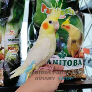 cockatiel for sale near me, cockatiel for sale by owner, cockatiel for sale price, cockatiel for sale online, cockatiel for sale orlando, cockatiel for sale