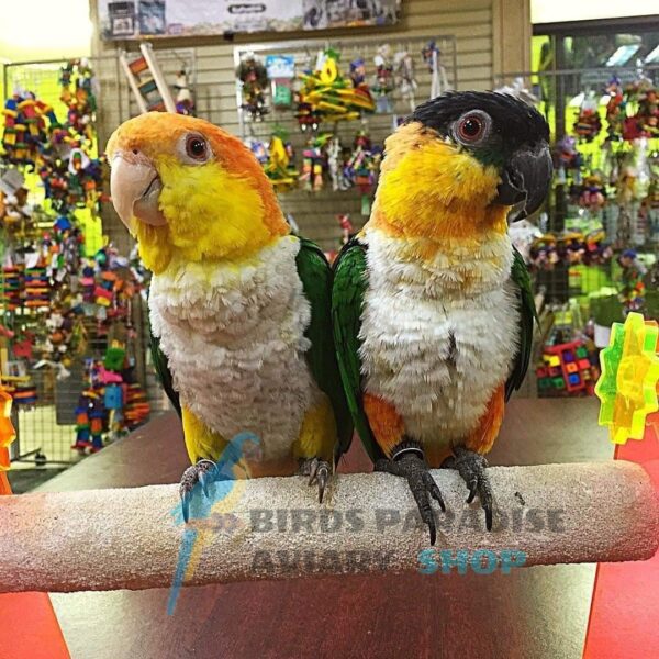 CAIQUE PARROT- Female/Male - Image 2