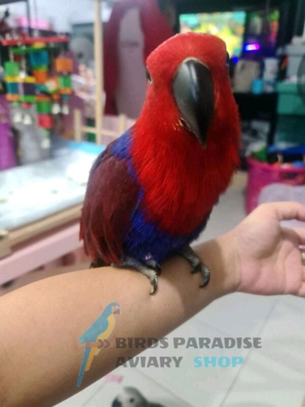 ECLECTUS PARROT - Image 2