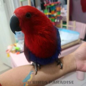 ECLECTUS PARROT, Eclectus parrot for sale, buy eclectus parrot near me, how much is eclectus parrot, where can i buy an eclectus parrot, eclectus parrot for sale florida, uk