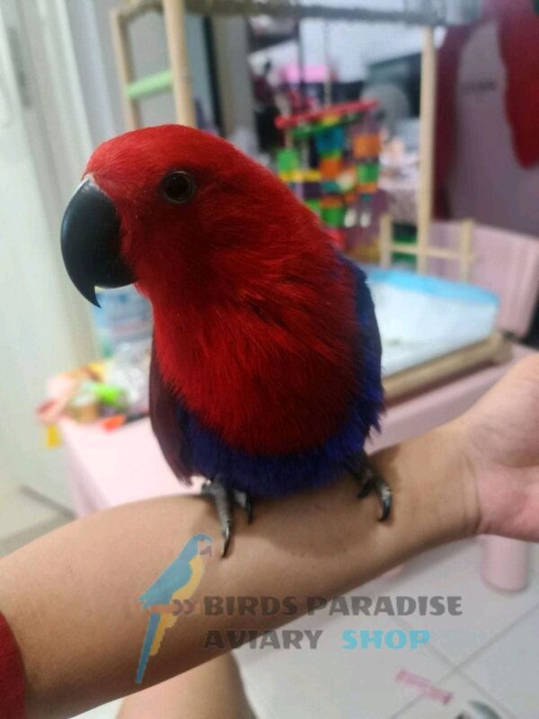 ECLECTUS PARROT, Eclectus parrot for sale, buy eclectus parrot near me, how much is eclectus parrot, where can i buy an eclectus parrot, eclectus parrot for sale florida, uk