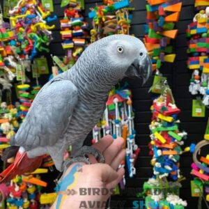 African grey for sale, african grey for sale near me, african grey for sale in florida, african grey for sale by owner, african grey parrot for sale, parrot