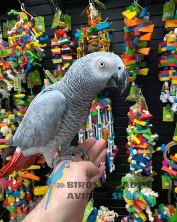 African grey for sale, african grey for sale near me, african grey for sale in florida, african grey for sale by owner, african grey parrot for sale, parrot