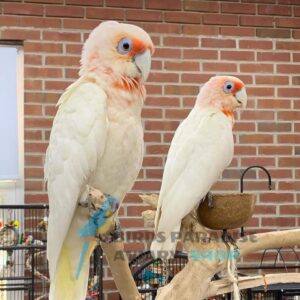 Goffin cockatoo for sale, goffin cockatoo price, goffin cockatoo for sale in arizona, goffin cockatoo for sale in florida, goffin cockatoo for sale uk