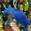 hyacinth macaw for sale, hyacinth macaw for sale florida, hyacinth macaw for sale usa, hyacinth macaw for sale near me, baby hyacinth macaw for sale near me