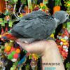 African grey for sale, african grey for sale near me, african grey for sale in florida, african grey for sale by owner, african grey parrot for sale, parrot