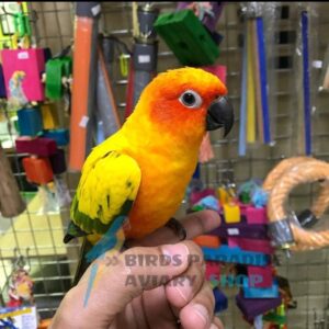 Sun conure bird for sale near me, sun conure bird for sale, sun conure parrot for sale uk, sun conure parrot for sale, sun conure parrot near me, conures