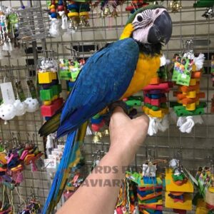 Blue and Gold Macaw For Sale, blue and gold macaw for sale florida, blue and gold macaw for sale near me, where can i buy a blue and gold macaw, blue macaws