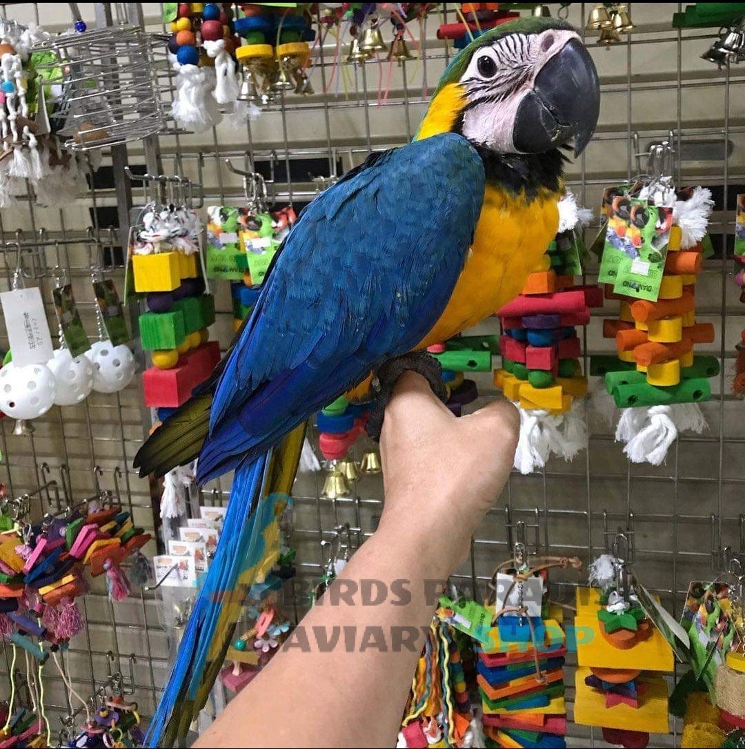 Blue and Gold Macaw For Sale, blue and gold macaw for sale florida, blue and gold macaw for sale near me, where can i buy a blue and gold macaw, blue macaws