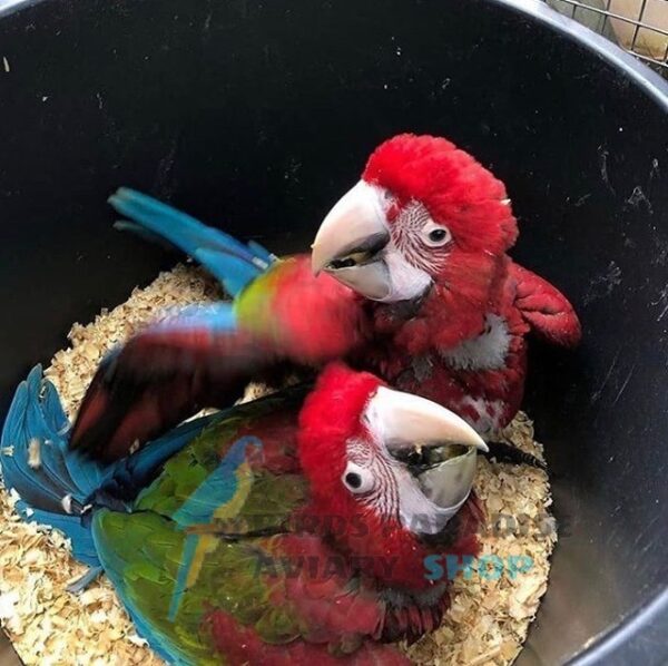 Green Wing Macaw - Female/Male - Image 3