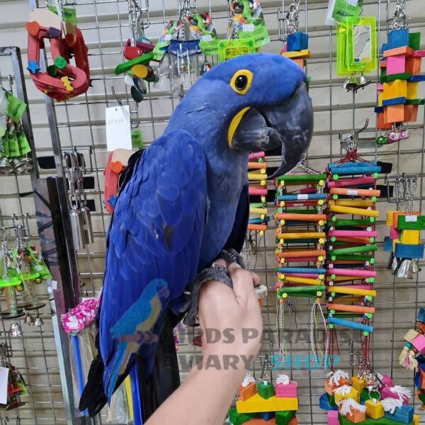 hyacinth macaw for sale, hyacinth macaw for sale florida, hyacinth macaw for sale usa, hyacinth macaw for sale near me, baby hyacinth macaw for sale near me