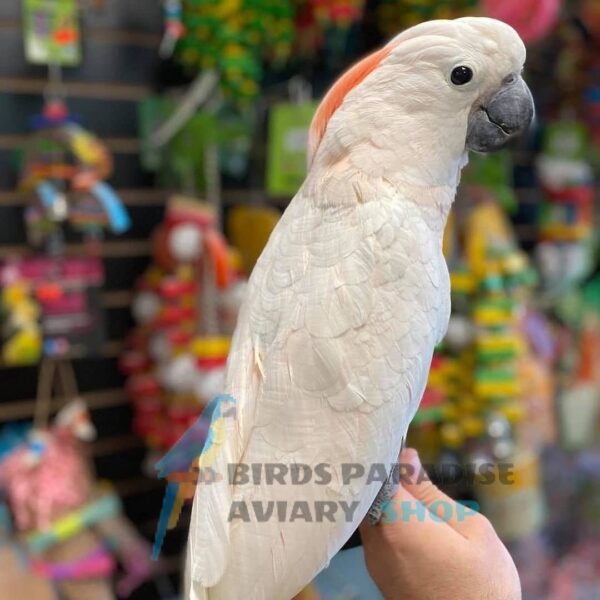 moluccan cockatoo for sale, moluccan cockatoo for sale in florida, moluccan cockatoo for sale canada, moluccan cockatoo for sale near me, cockatoos for sale