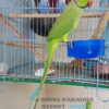 Indian ringneck parakeet for sale, indian ringneck parakeet for sale near me, ring neck parakeet price, indian ringneck parrot for sale michigan