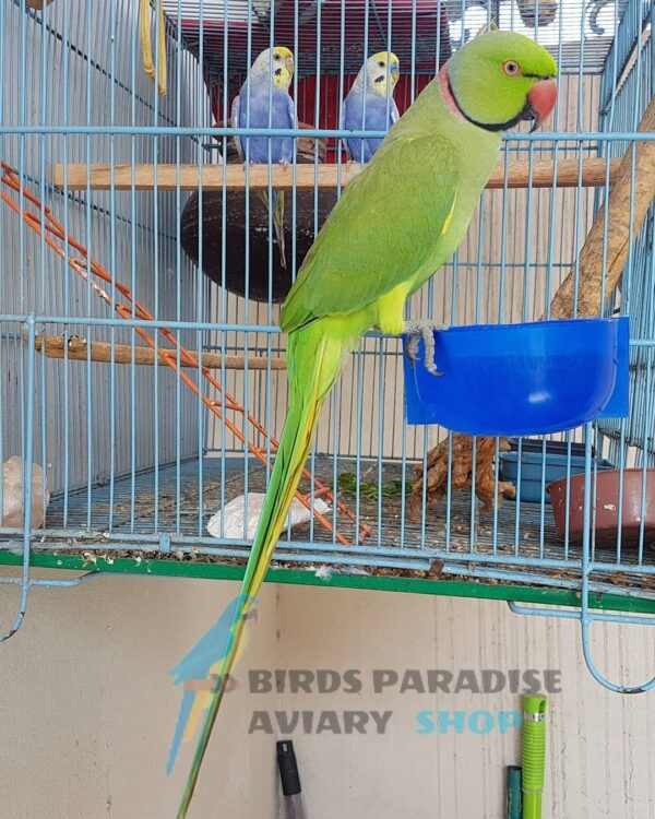 Indian ringneck parakeet for sale, indian ringneck parakeet for sale near me, ring neck parakeet price, indian ringneck parrot for sale michigan