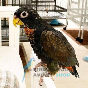 Bronz wing pionus for sale, bronze wing pionus for sale near me, bronze winged pionus parrot for sale, bronze wing pionus price, bronze winged parrot price