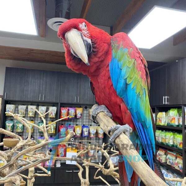 Green Wing Macaw