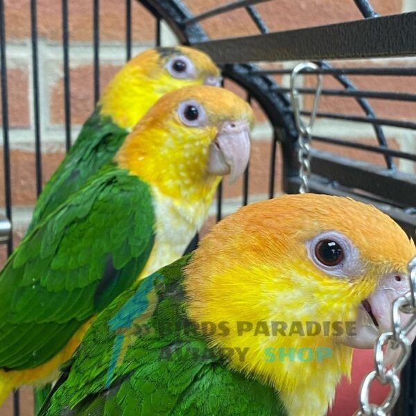 Caique parrot for sale, caique parrot for sale near me, white bellied caique parrot for sale, black headed caique parrot for sale, caique parrot for sale uk