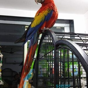 Buy scarlet macaw near me, scarlet macaw for sale florida, scarlet macaw for sale, scarlet macaw for sale uk, scarlet macaw , scarlet macaw for sale near me